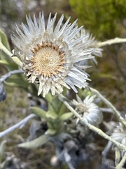 Syncarpha speciosissima