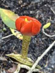 Haemanthus coccineus