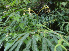 Dicranopteris