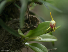 Masdevallia infracta