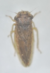 Ulopini