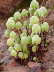 Asterella palmeri