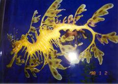 Phycodurus eques