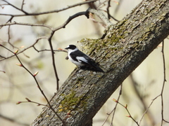 Ficedula albicollis