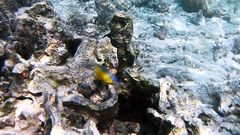 Pomacentrus grammorhynchus