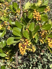 Searsia laevigata