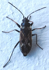 Rhyparochromus vulgaris