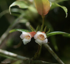 Codonanthe
