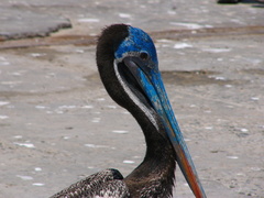 Pelecanus thagus