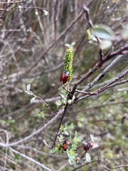 Chrysomela populi