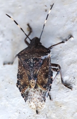 Rhaphigaster nebulosa