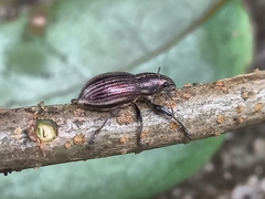 Naupactus tremolerasi