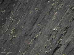 Tillandsia grazielae