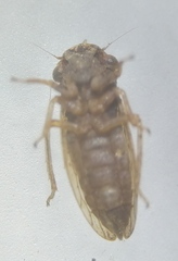 Ulopini