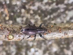 Naupactus tremolerasi