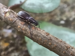 Naupactus tremolerasi