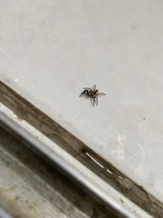 Menemerus bivittatus