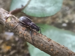 Naupactus tremolerasi