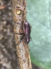 Naupactus tremolerasi