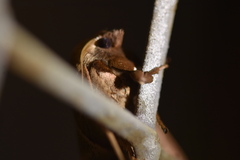 Limacodidae
