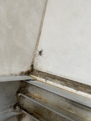 Menemerus bivittatus