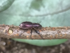Naupactus tremolerasi
