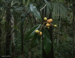 Eriobotrya japonica