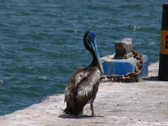 Pelecanus thagus