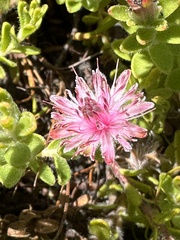 Diastella divaricata divaricata