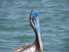 Pelecanus thagus