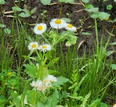 Erigeron philadelphicus