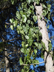 Philodendron hederaceum