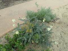 Astragalus trichopodus