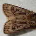 Agrotis fatidica - Photo (c) Andreas Manz,  זכויות יוצרים חלקיות (CC BY-NC), uploaded by Andreas Manz