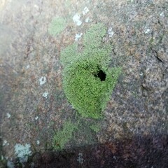 Flakea papillata