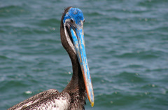 Pelecanus thagus
