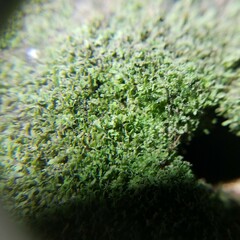 Flakea papillata