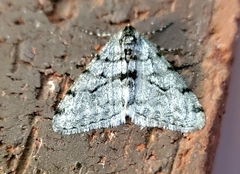 Phigalia strigataria