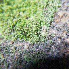 Flakea papillata