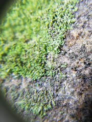 Flakea papillata