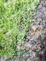 Flakea papillata