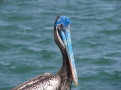 Pelecanus thagus