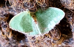 Nemoria lixaria