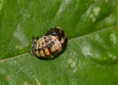 Adalia decempunctata
