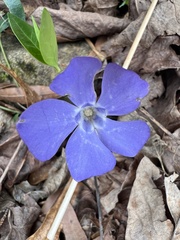 Vinca minor