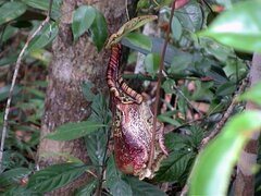 Nepenthes rafflesiana