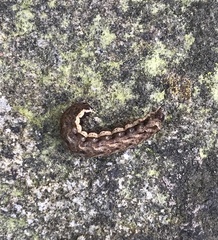 Mamestra brassicae
