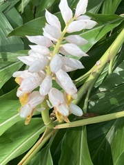 Alpinia zerumbet