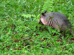 Dasypus novemcinctus