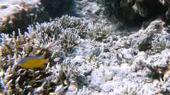 Pomacentrus grammorhynchus